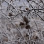 Leśne klimaty, WINTER ART ...