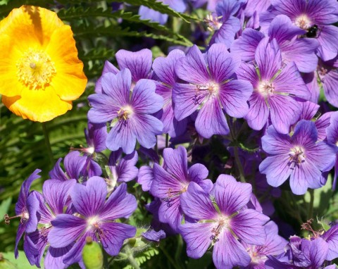 Ślimaki omijają te rośliny z daleka. Zaplanuj i posadź w tym roku w ogrodzie