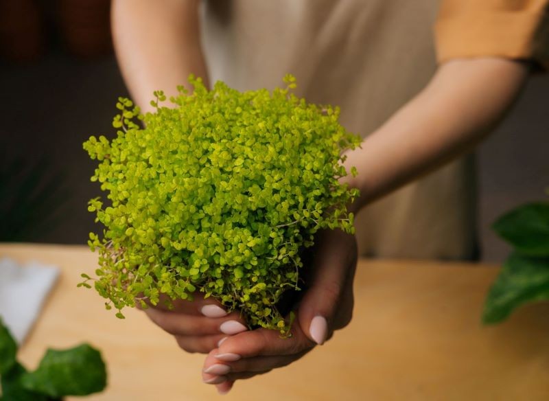 Soleirolię rozesłaną najlepiej przesadzać każdej wiosny.