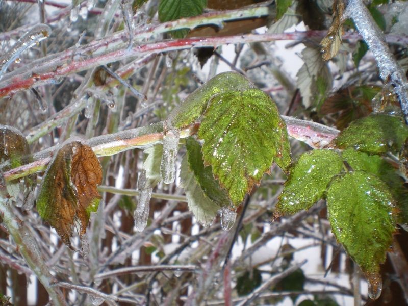 Ogród, Skute lodem