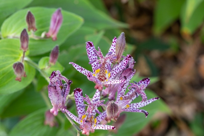 gdzie sadzić trójsklepkę