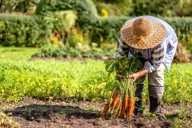 Dlaczego jesienne nawożenie ogrodu jest ważne?
