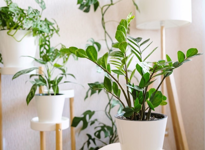 jak pobudzić zamiokulkasa do wzrostu