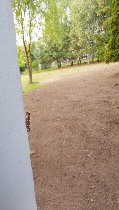 Rośliny, BARWY JESIENI