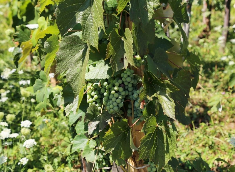 nawożenie winorośli