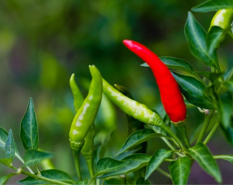 Papryka chili (Capsicum annuum)