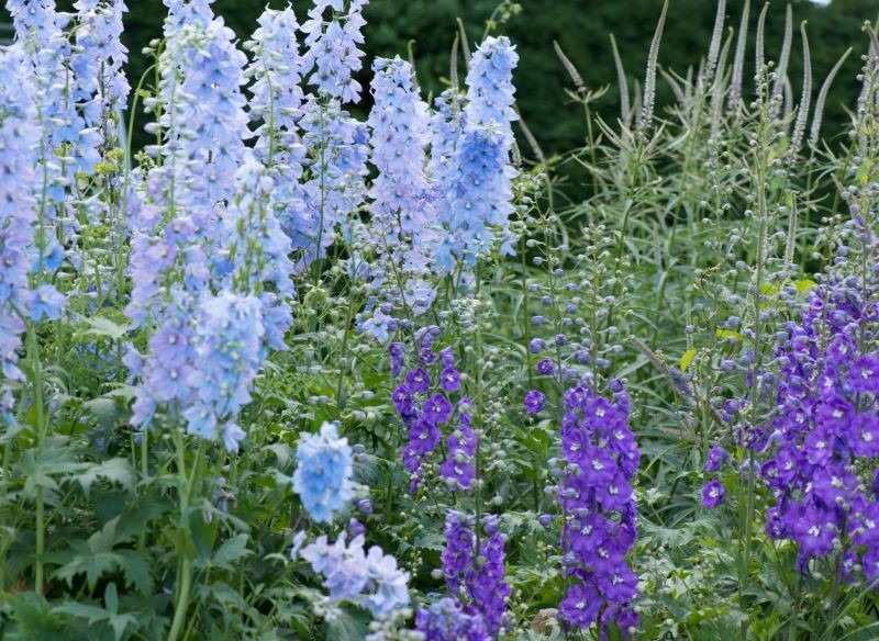 ostróżka niebieska