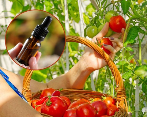 Pomidory bez chemii. Przygotuj odżywkę na zdrowe, soczyste i odporne na choroby pomidory