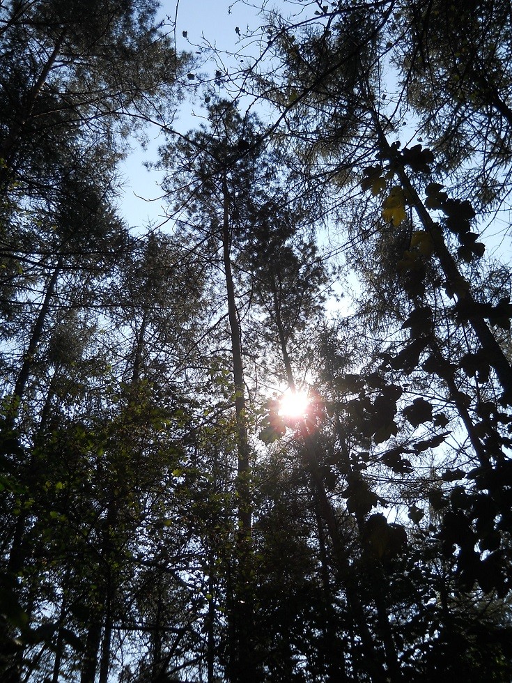 Pozostałe, Uroczysko. Fotoreportaż :) - Im dalej, tym się robiło poważniej. Stare sosny, aż do nieba samego :)