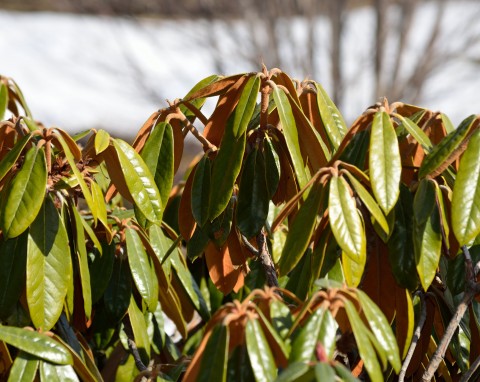 Dlaczego rośliny w ogrodzie wysychają pomimo śniegu? Wielu ogrodników zapomina o ważnym zabiegu