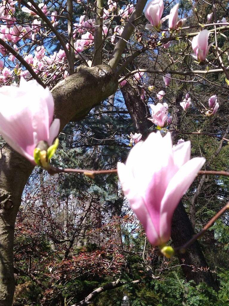 Rośliny, Majówka .................. - .................i różowa magnolia...............