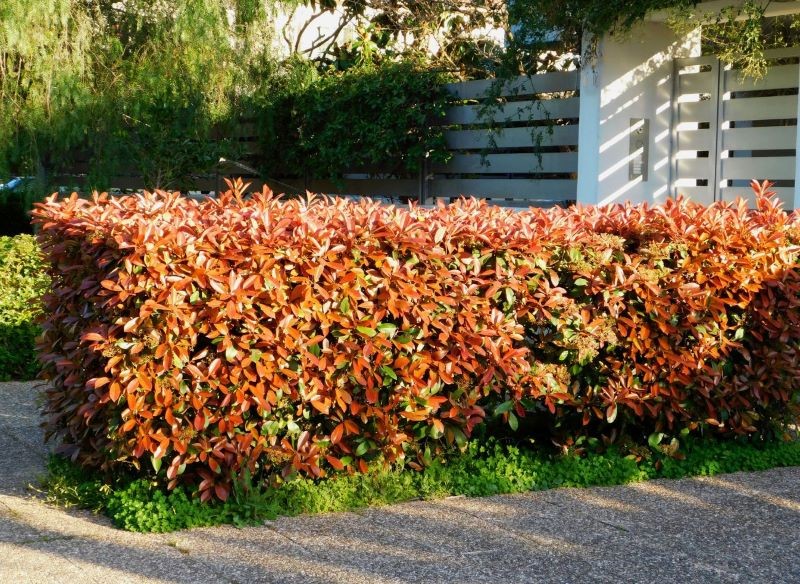 Głogownik Frasera to 'Red Robin' sprawdzi się jako formowany żywopłot.