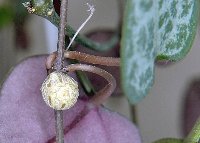 Pozostałe, Ceropegia woodii