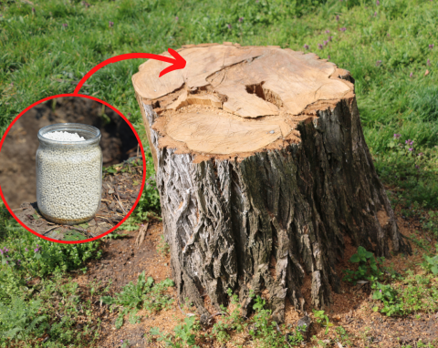 Jak usunąć pień po ściętym drzewie i co z nim zrobić? Sprawdzone sposoby na usunięcie pnia
