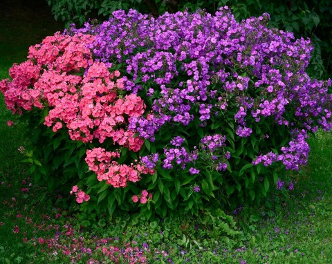 Floksy – kwiaty, których pozazdroszczą ci sąsiedzi. Kiedy sadzić i jak pielęgnować ogniki?