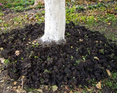 Ma dużo fosforu i potasu, idealny do kompostu. Można nim wzmocnić drzewa i krzewy owocowe, niektóre warzywa