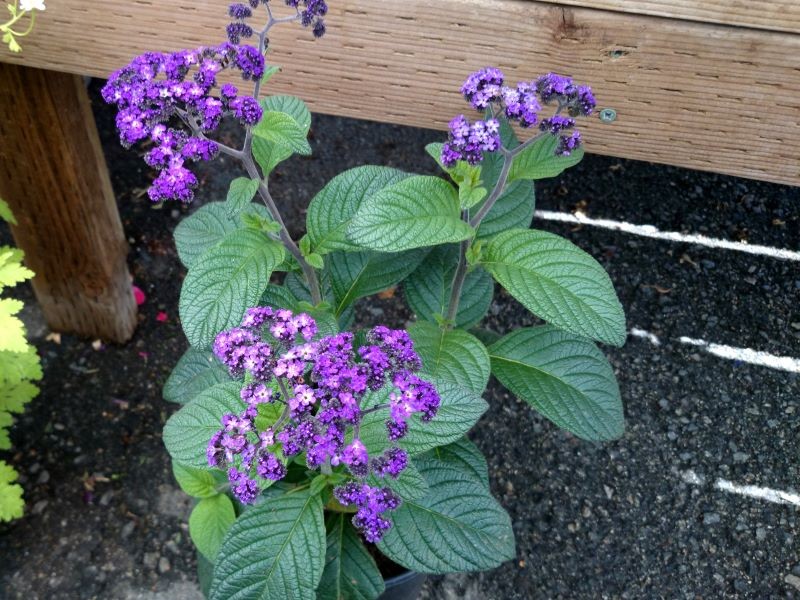 Heliotrop peruwiański jest wrażliwy na mróz, dlatego sadzimy go w ogrodzie dopiero od drugiej połowy maja.