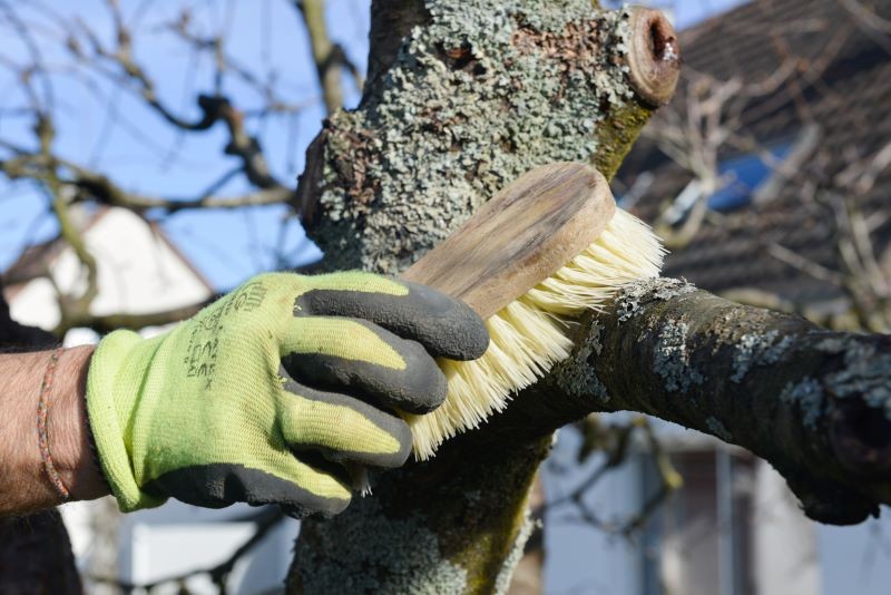 Jak się pozbyć mchu i porostów z drzew owocowych? W pierwszej kolejności wybierzmy naturalne metody.