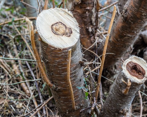 Nie możesz pozbyć się starego krzewu z ogrodu? Oto sposoby na szybkie usunięcie korzeni