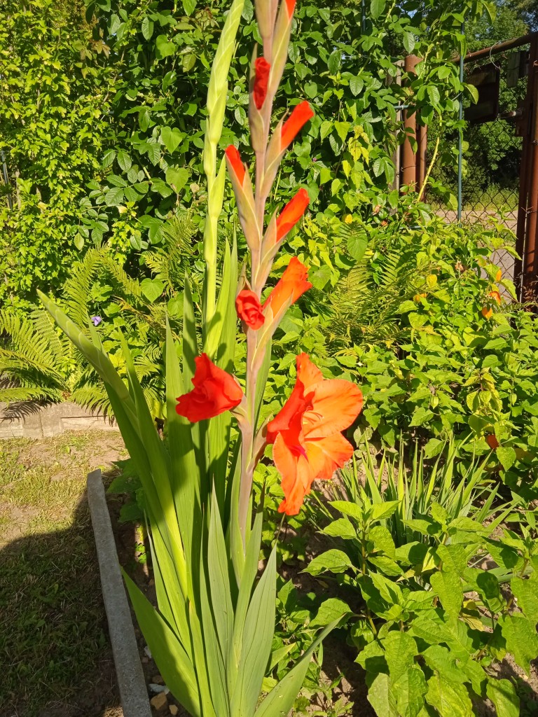 Rośliny, LATO W OGRODZIE