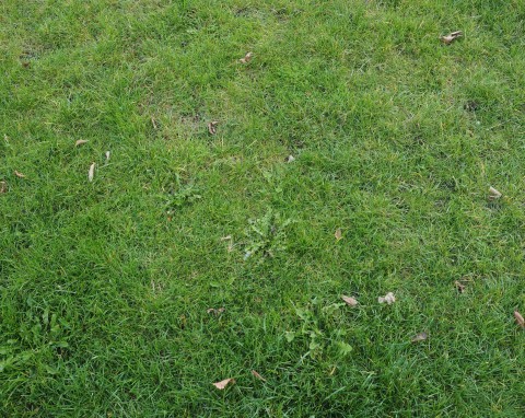 Amerykański sposób na zielony soczysty trawnik. Termin siewu dziwi polskich ogrodników