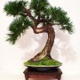 Dekoracje, Sztuczne drzewka bonsai (bonsai zokei) - Sztuczne drzewko bonsai - Bonsai Zokei
http://dragon.netgaleria.pl/sztuczne-bonsai,39.html