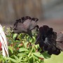 Czarne kwiaty