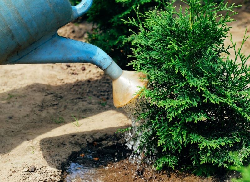 Tuje zasilone w składniki odżywcze są bardziej odporne na suszę.