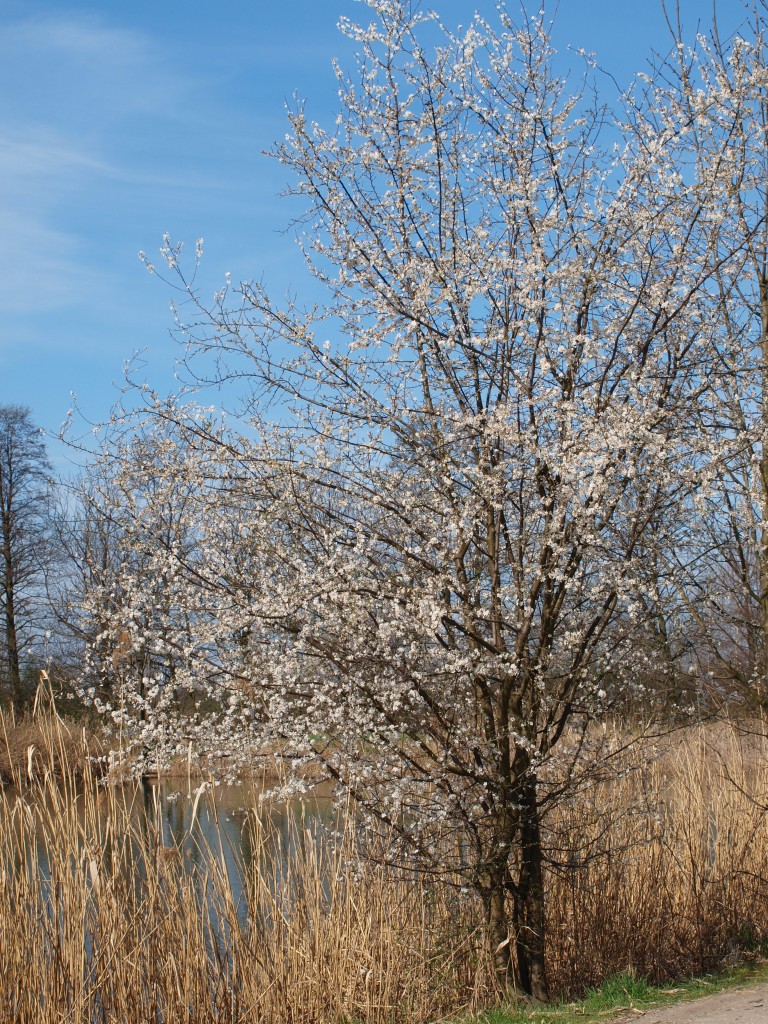 Pozostałe, wiosna