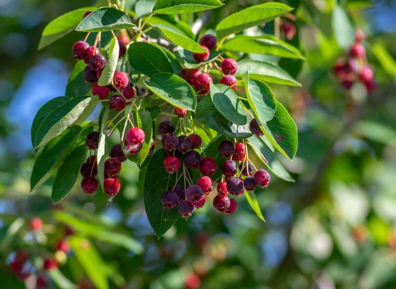 Początkowo czerwone owoce świdośliwy lamarckiej z czasem stają się purpurowe.