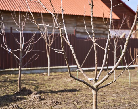 Najszybciej plonujące drzewa i krzewy owocowe. Posadź, nie będziesz długo czekać na zbiory