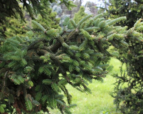 Świerk kaukaski (Picea orientalis)