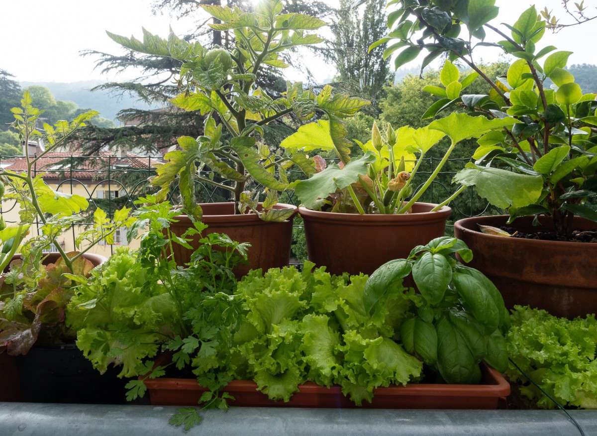 ogród warzywny na balkonie