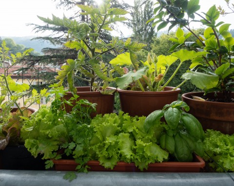 Ogród warzywny na balkonie. Tak stworzysz go krok po kroku