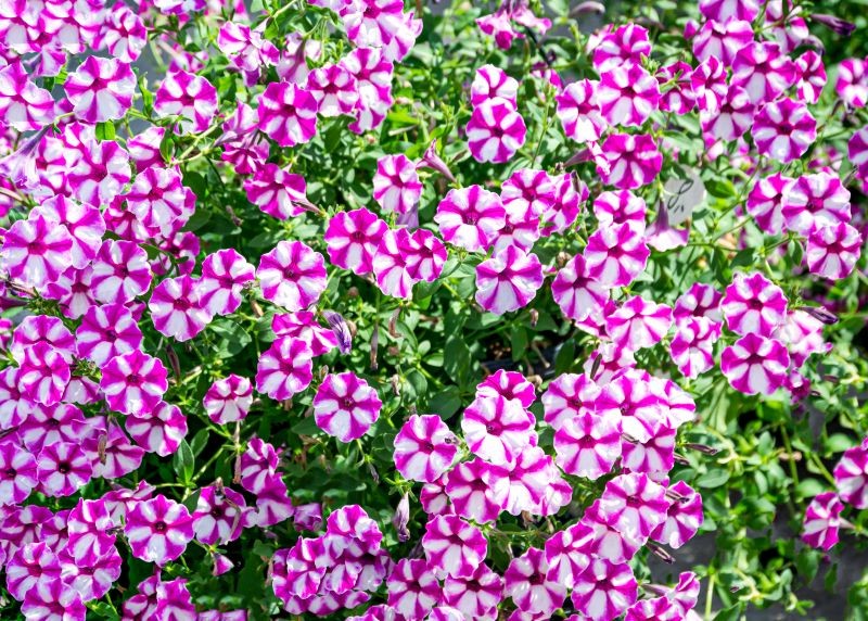 Surfinie trzeba często nawozić, by długo tworzyły kaskady kwiatów.