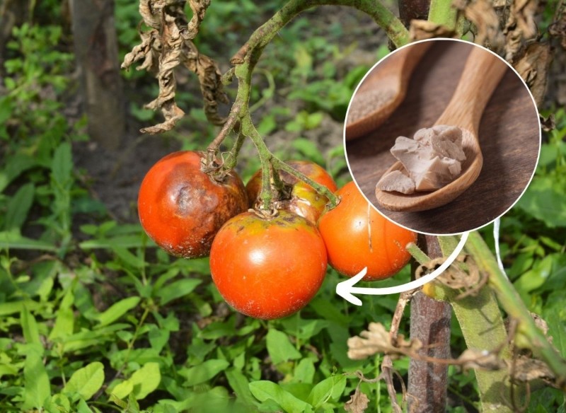 jakie choroby atakują pomidory 