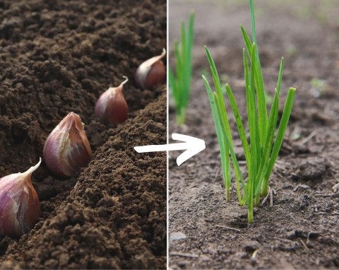 Kiedy sadzić czosnek, żeby główki były duże? Stosuj zasady ogrodników, a plony będą obfite