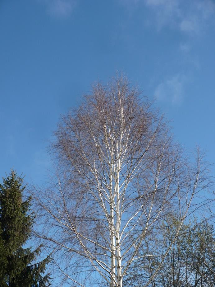 Pozostałe, Wielkanoc.............. - ...........i błękitnego nieba .............