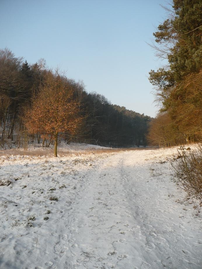 Pozostałe, Zima nad morzem................... - ..............i droga do lasu..............