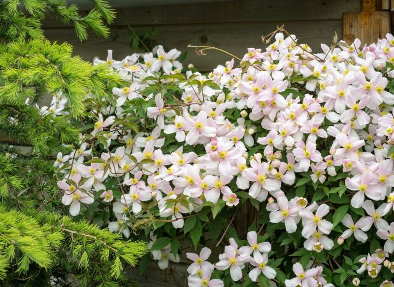 Największym atutem powojników montana jest spektakularne kwitnienie.