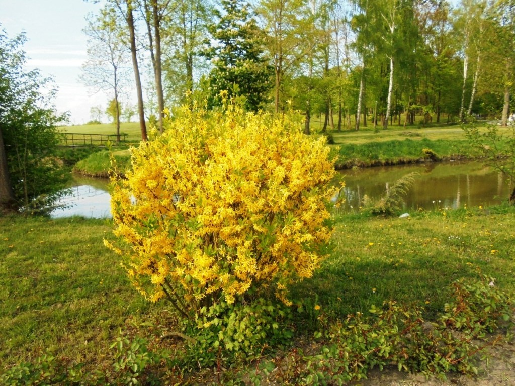 Pozostałe, PARK  ZDROJOWY  W  SOLCU - Park - Flora