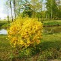 Pozostałe, PARK  ZDROJOWY  W  SOLCU - Park - Flora