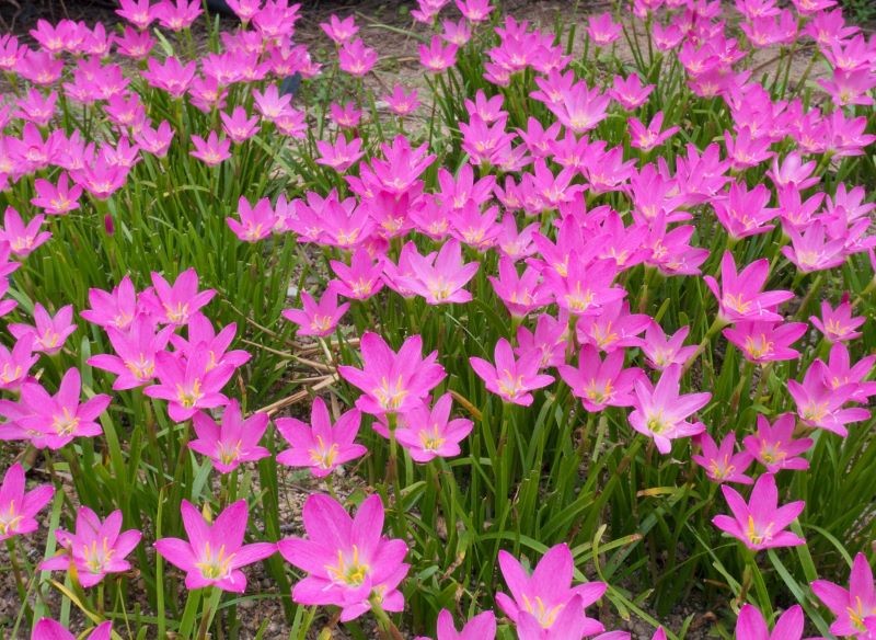 Zefiranty sadzone jeden przy drugim tworzą kwietne dywany.