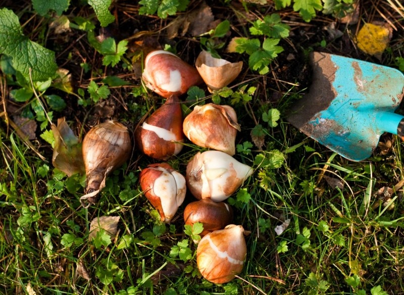 dlaczego rośliny cebulowe nie kwitną