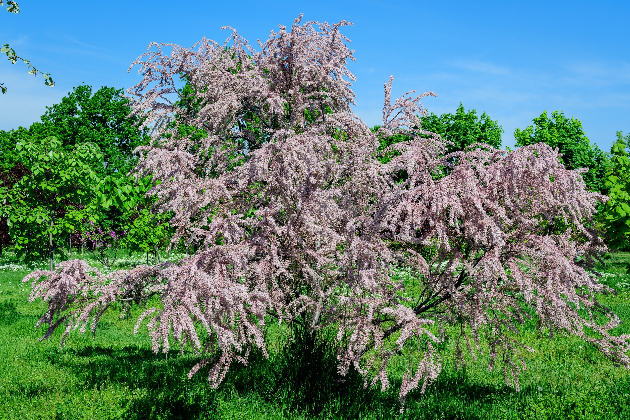 Tamarix