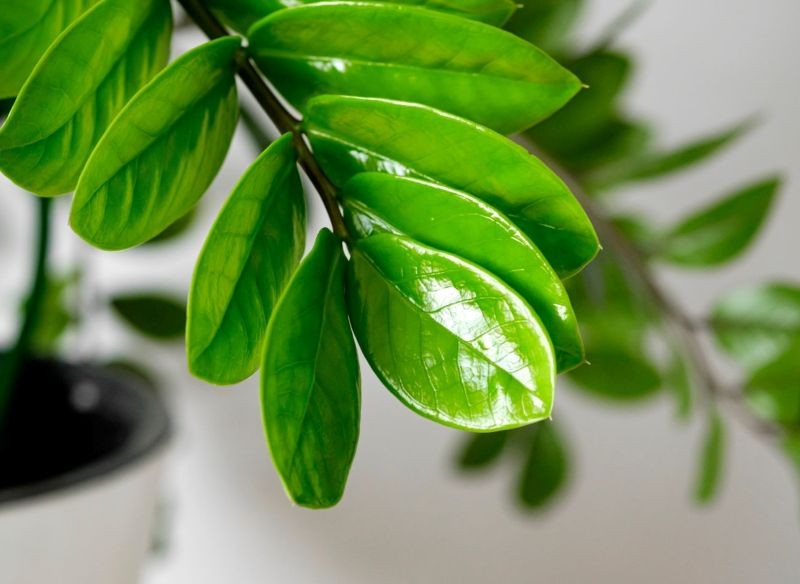 Zamiokulkas lubi być oszczędnie podlewany i nawożony.