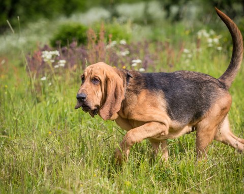 Ogromny pies z oklapniętymi uszami – czy to dobry wybór dla Ciebie?