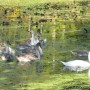 Pozostałe, Odkurzone foto - Park Czartoryskich w Puławach z zabytkami, ale teraz letnią porą. Widok ze skarpy na starą łachę wiślaną i pływające łabędzie.