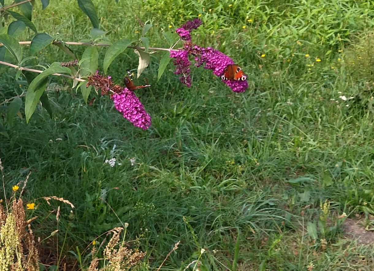 Rośliny, Sierpniowe love......................... - Lato rozpieszcza nas słonkiem .................i pięknymi widokami......................nawet moje robótki poszły w odstawkę .................nastał czas wypoczynku..................póki lato trwa :) Pozdrawiam Was bardzo serdecznie i duuuuuuuuuużo dobrego życzę :)