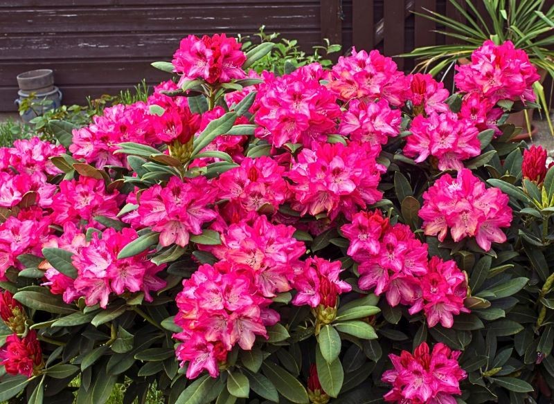 rododendron